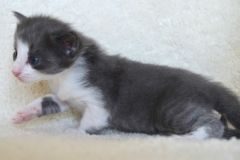 DSC_0053-1024x678[1]