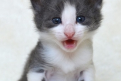 DSC_0065-678x1024[1]