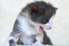 DSC_0069-678x1024[1]