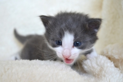 DSC_0076-1024x678[1]