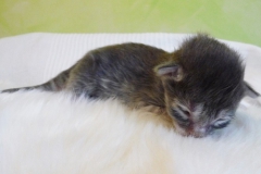 Anouk (3)