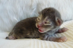 Anouk (9)