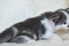 DSC_0147-1024x678[1]