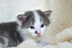 DSC_0150-1024x678[1]