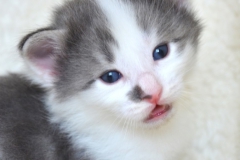 DSC_0151-678x1024[1]