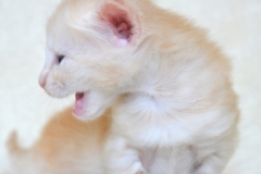 DSC_0091-678x1024[1]