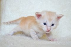 DSC_0100-1024x678[1]