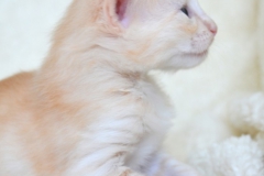 DSC_0101-678x1024[1]