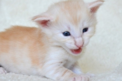 DSC_0105-678x1024[1]